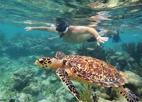 snorkeling